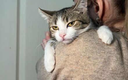 Hübsche Puschi sucht Zuhause