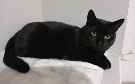 Schwarze Schönheit Marcel