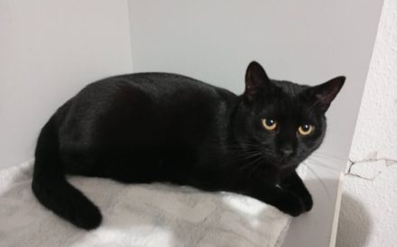 Schwarze Schönheit Marcel