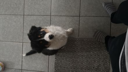 Reinrassiger Australian Sheperd Rüde