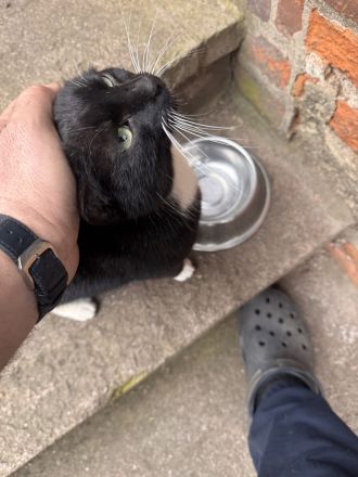 Junge Katze zu vermitteln