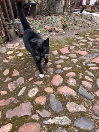 Junge Katze zu vermitteln