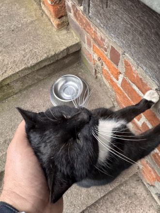 Junge Katze zu vermitteln