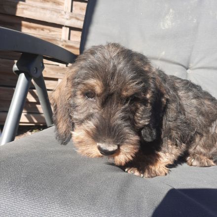 Dackel, 2,5 Monate alt, männlich