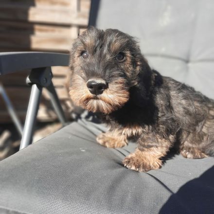 Dackel, 2,5 Monate alt, männlich