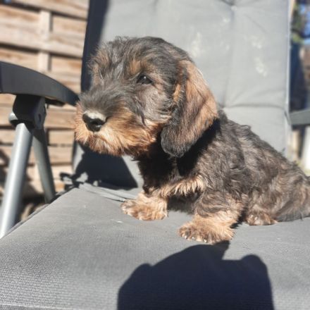 Dackel, 2,5 Monate alt, männlich