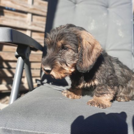 Dackel, 2,5 Monate alt, männlich