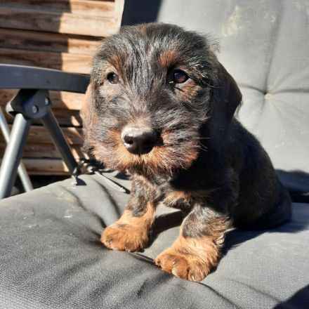 Dackel, 2,5 Monate alt, männlich