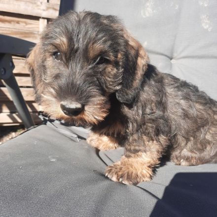 Dackel, 2,5 Monate alt, männlich