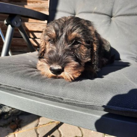 Dackel, 2,5 Monate alt, männlich