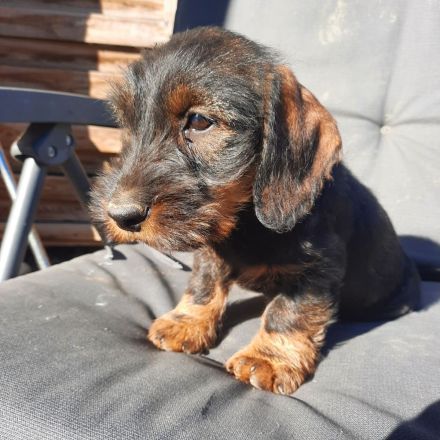 Dackel, 2,5 Monate alt, männlich