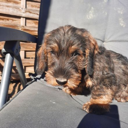 Dackel, 2,5 Monate alt, männlich