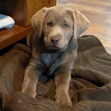 Labrador Retriever-Weibchen