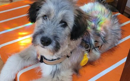 Booster wartet auf sein Für-Immer-Zuhause