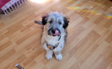 Booster wartet auf sein Für-Immer-Zuhause