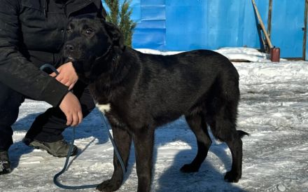 Schwarze Schönheit Eliza