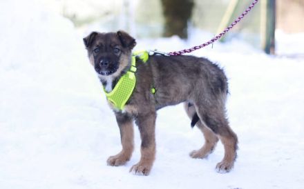 Romulus möchte dein Herz erobern