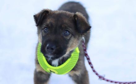 Romulus möchte dein Herz erobern