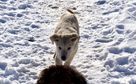 Taxi sucht Begleiter fürs Leben