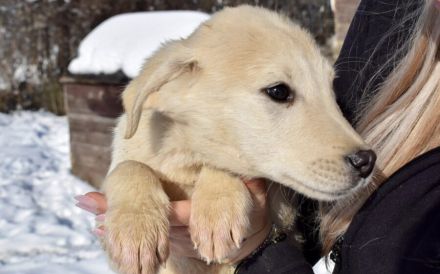 Taxi sucht Begleiter fürs Leben