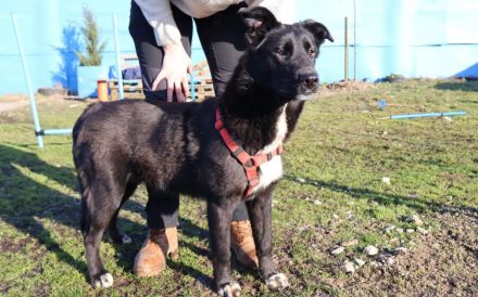 Glücksbringerin Onyx