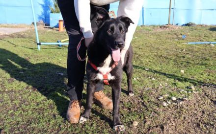 Glücksbringerin Onyx