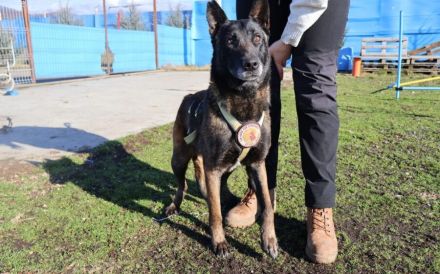 Zuhause gesucht für Tinkerbell