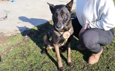 Zuhause gesucht für Tinkerbell