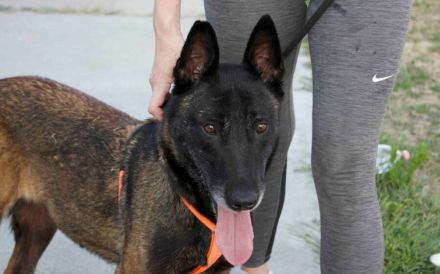 Zuhause gesucht für Tinkerbell