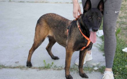 Zuhause gesucht für Tinkerbell