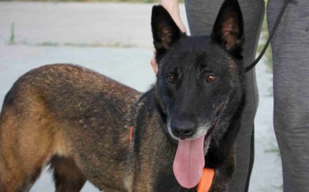 Zuhause gesucht für Tinkerbell