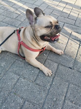 Französische Bulldogge, Rüde, 7 Jahre (geb. 01.06.2018)in verantwortungsvolle Hände abzugeben