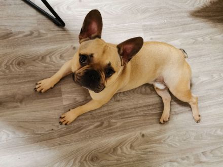 Französische Bulldogge, Rüde, 7 Jahre (geb. 01.06.2018)in verantwortungsvolle Hände abzugeben