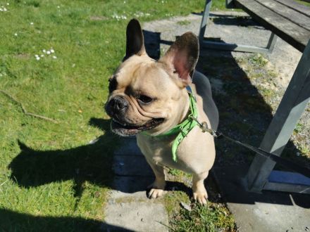 Französische Bulldogge, Rüde, 7 Jahre (geb. 01.06.2018)in verantwortungsvolle Hände abzugeben