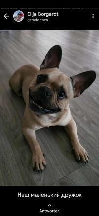 Französische Bulldogge, Rüde, 7 Jahre (geb. 01.06.2018)in verantwortungsvolle Hände abzugeben