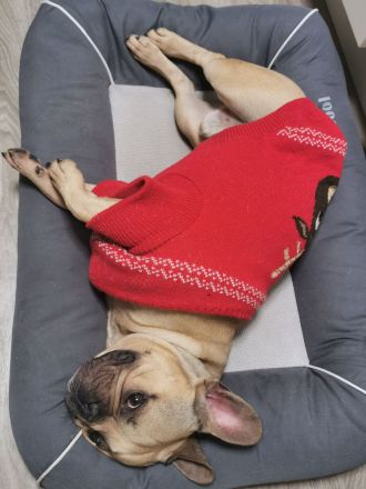 Französische Bulldogge, Rüde, 7 Jahre (geb. 01.06.2018)in verantwortungsvolle Hände abzugeben