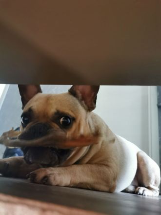 Französische Bulldogge, Rüde, 7 Jahre (geb. 01.06.2018)in verantwortungsvolle Hände abzugeben