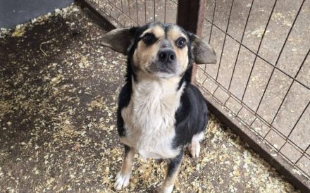 Süße Beagle-Mix Hündin Prussiana möchte endlich ankommen