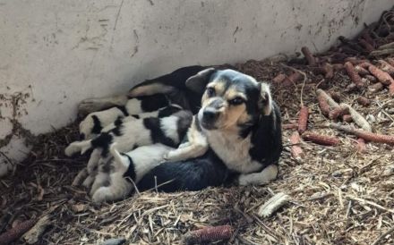 Süße Beagle-Mix Hündin Prussiana möchte endlich ankommen