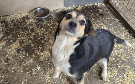 Süße Beagle-Mix Hündin Prussiana möchte endlich ankommen