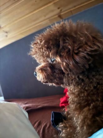 Exklusiver Toypudel – asiatische Premium-Blutlinie