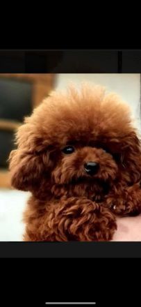 Exklusiver Toypudel – asiatische Premium-Blutlinie