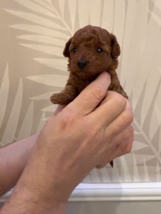 Exklusiver Toypudel – asiatische Premium-Blutlinie