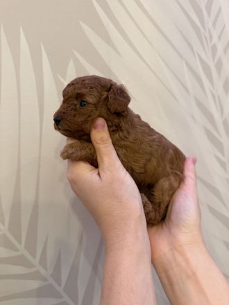 Exklusiver Toypudel – asiatische Premium-Blutlinie