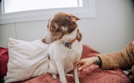 Knutschkugel Milka hat so viel mehr verdient