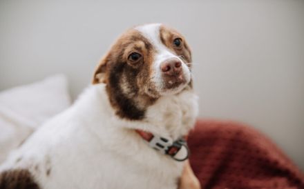Knutschkugel Milka hat so viel mehr verdient