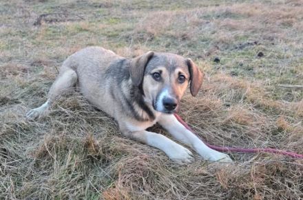 Valerio - gesellig, treu, aktiv und unkompliziert.