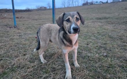 Valerio - gesellig, treu, aktiv und unkompliziert.