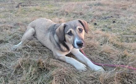 Valerio - gesellig, treu, aktiv und unkompliziert.