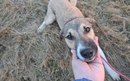 Valerio - gesellig, treu, aktiv und unkompliziert.